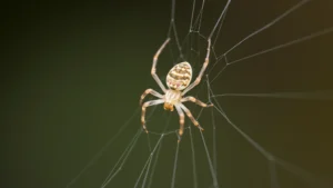 Tiny translucent spider with minimal coloring on a silk web strand, magnified macro photography view, natural lighting, blurred background