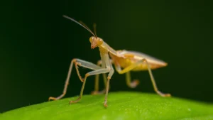 Macro photography of a tiny translucent baby praying mantis nymph on a green leaf, natural lighting, shallow depth of field, showing intricate details of legs and antennae